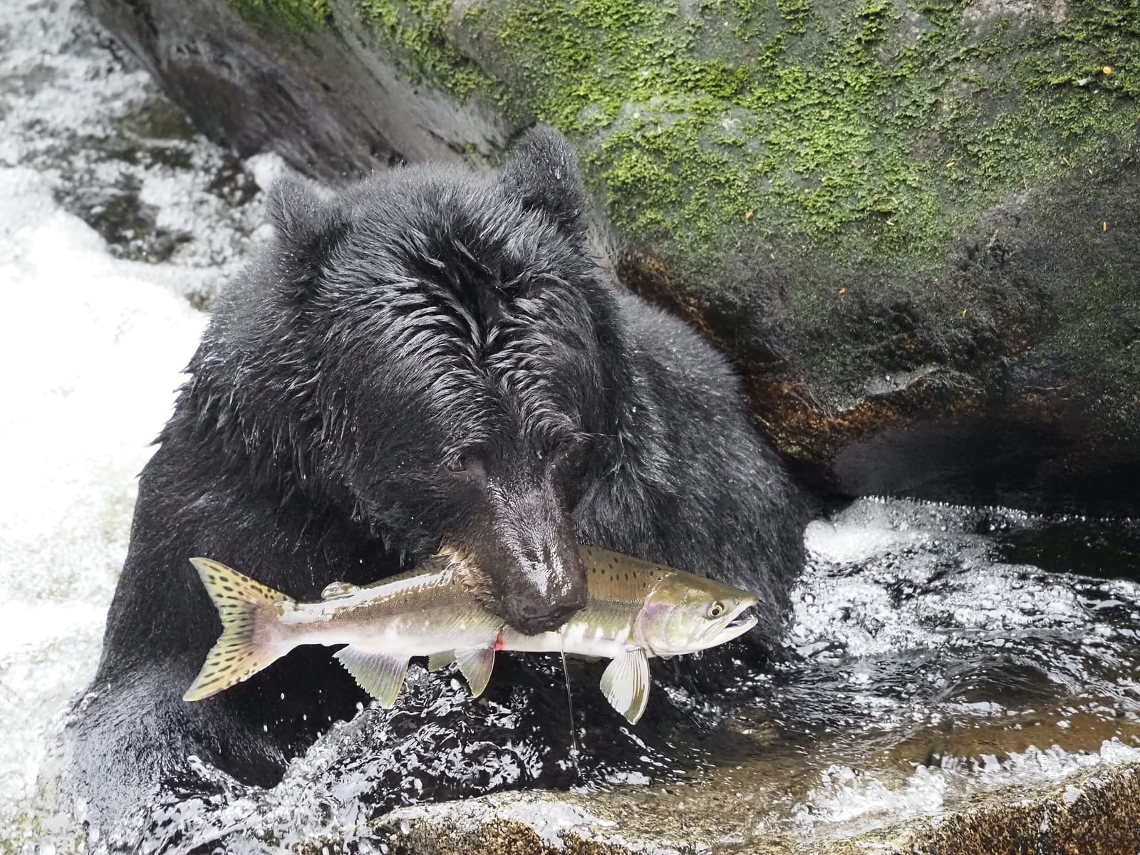 A black bear in a creek holding a freshly caught salmon in its mouth