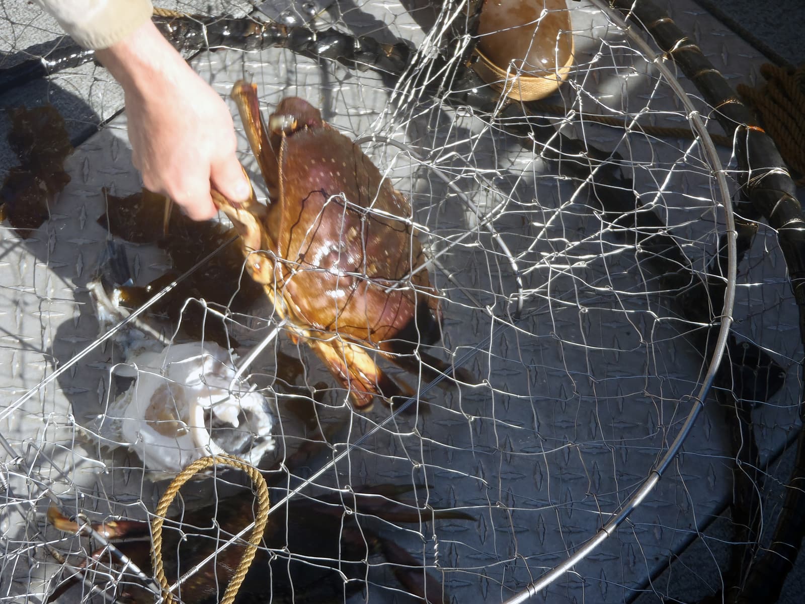A Dungeness crab being lifted from a crab pot