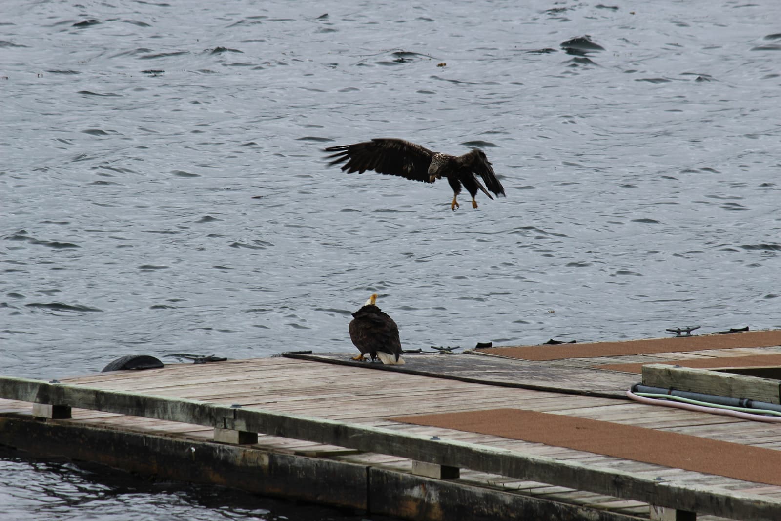Bald eagles on a floating dock near Ketchikan