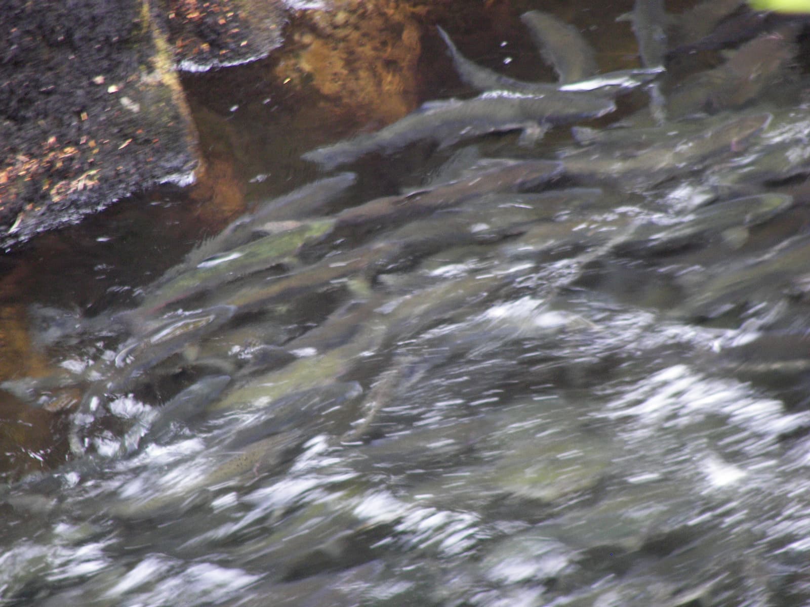 Salmon crowding the clear water of Ketchikan Creek on their way upstream