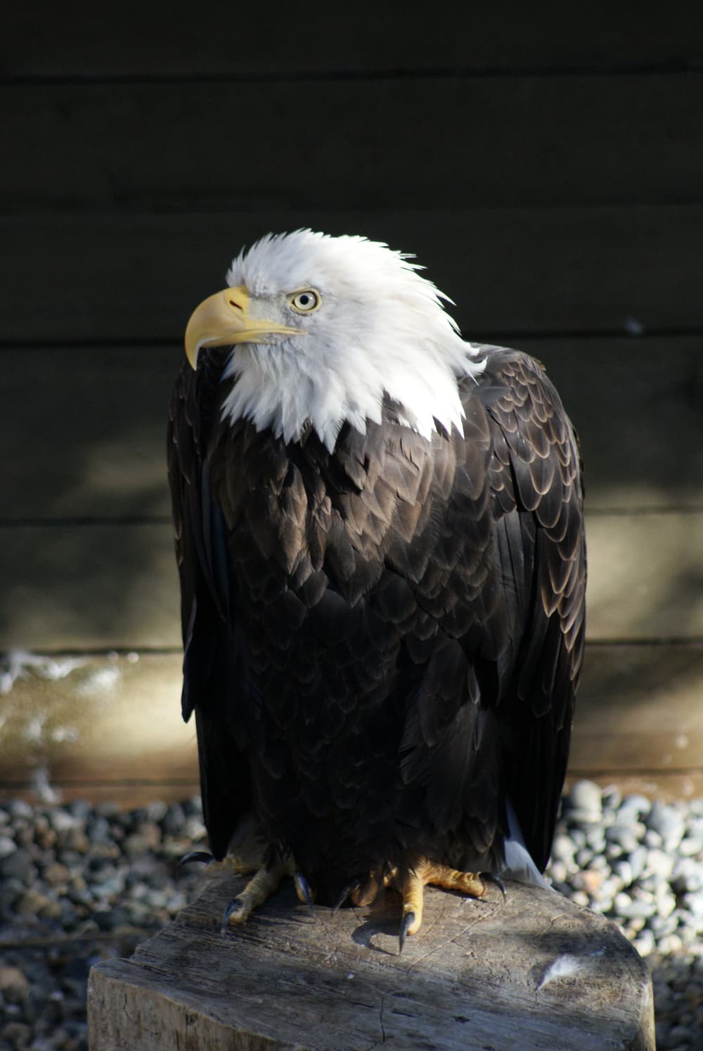 A bald eagle at the Alaska Rainforest Sanctuary near Ketchikan