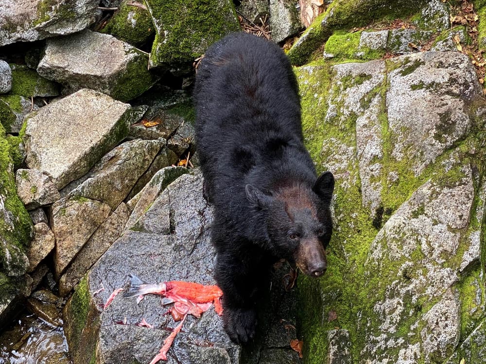 A black bear on streamside rocks with the remains of a salmon in the Tongass National Forest