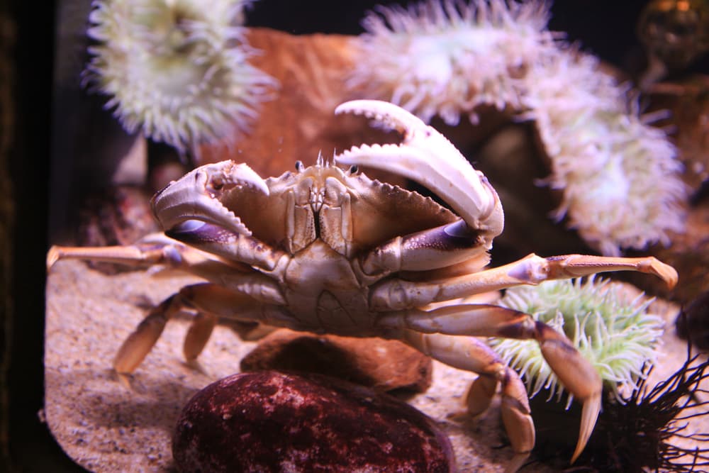 A Dungeness crab