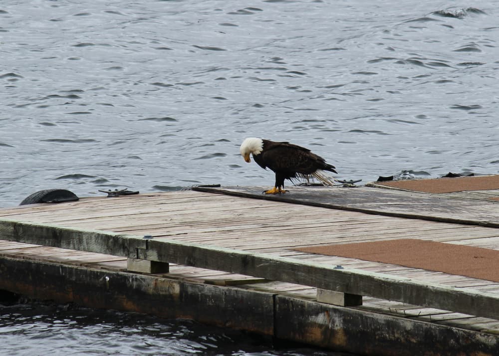 A bald eagle on a dock near Ketchikan