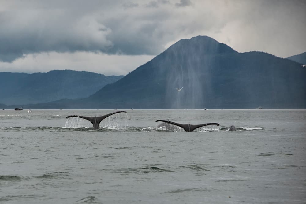 The tail flukes of two humpback whales diving in Southeast Alaska