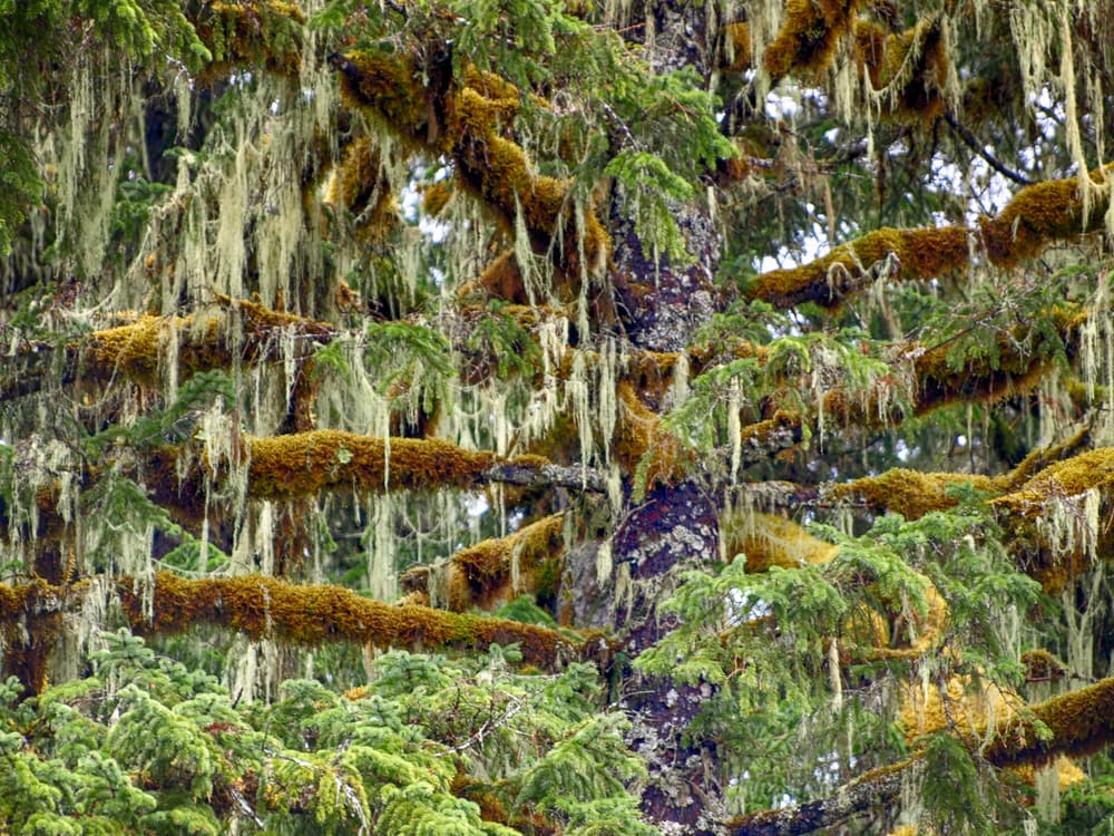 Moss-draped spruce branches in the Tongass rainforest